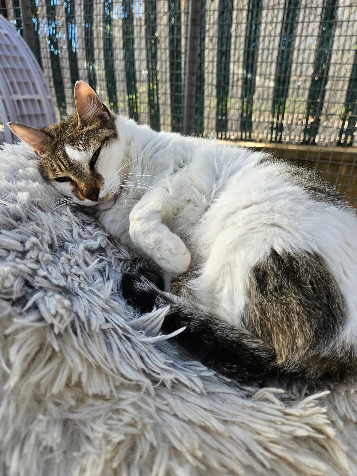 Angela, female 6yo European Shorthair for adoption at ARPA Nice