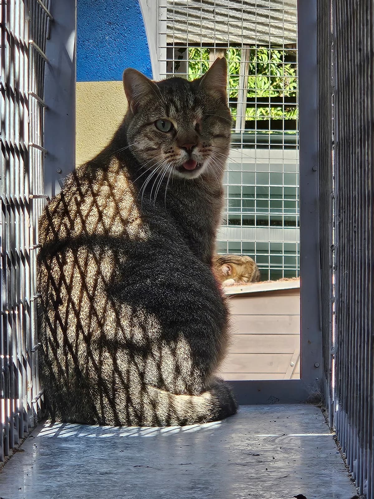 Arthus, male 4yo European Shorthair for adoption at ARPA Nice