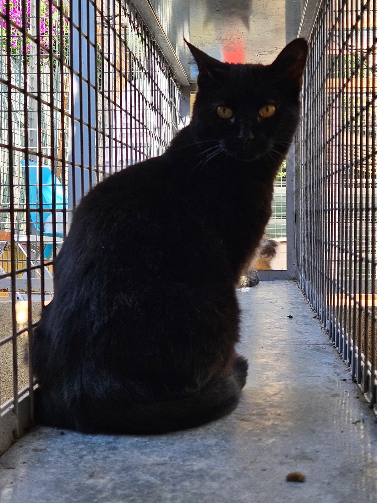 Baghi, male 3yo European Shorthair for adoption at ARPA Nice