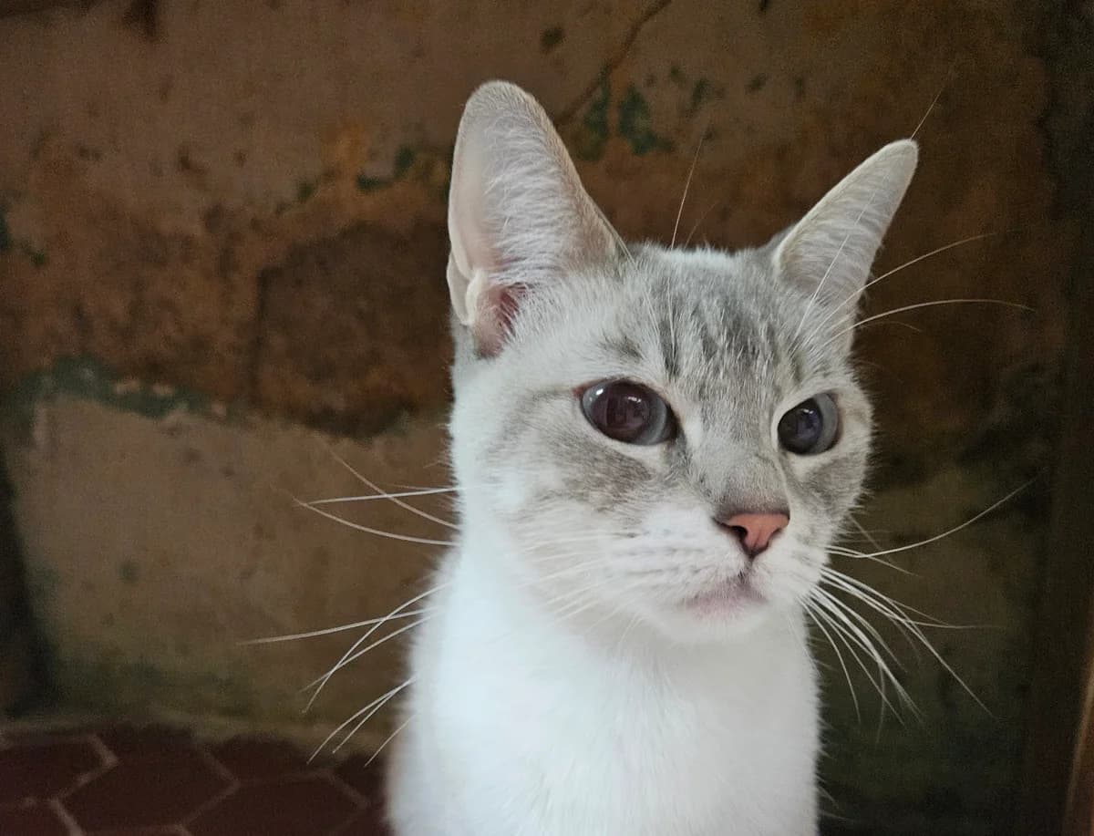 Bianca, female young European Shorthair for adoption at ARPA Nice