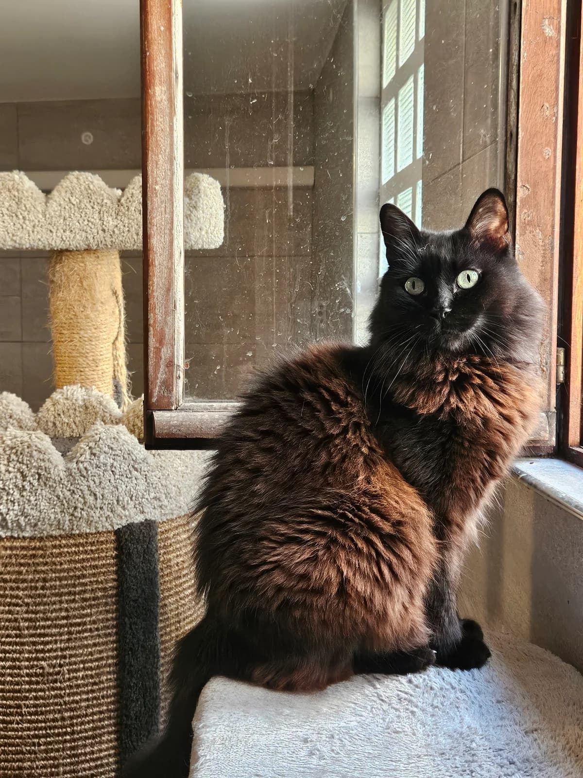 Brownie, female senior European Shorthair for adoption at ARPA Nice