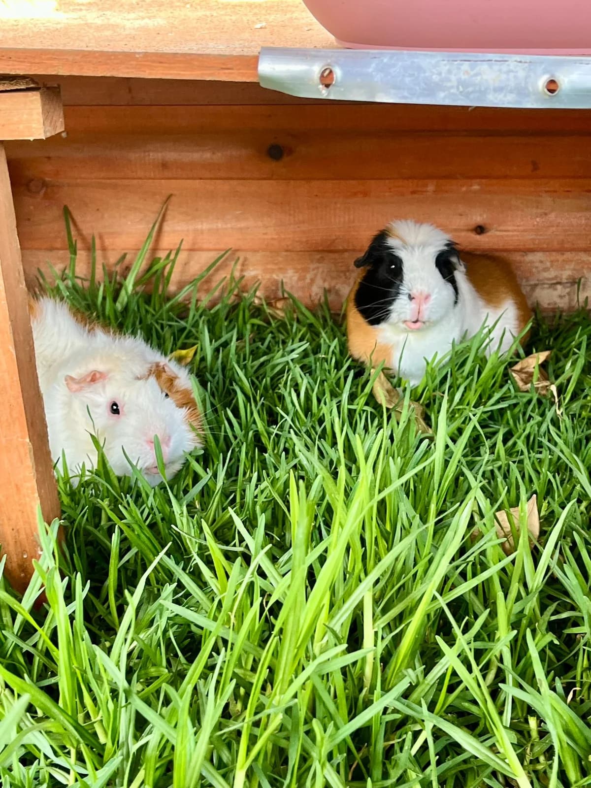 Carlos Et Tictac, male 4yo Mixed Breed for adoption at ARPA Nice