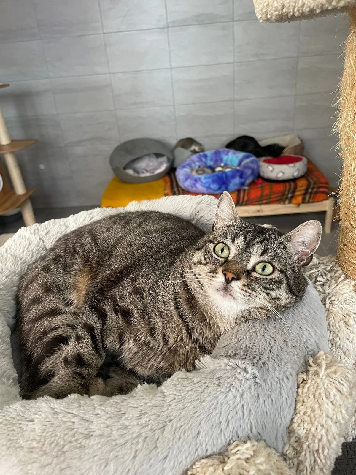 Chouquette, female young European Shorthair for adoption at ARPA Nice