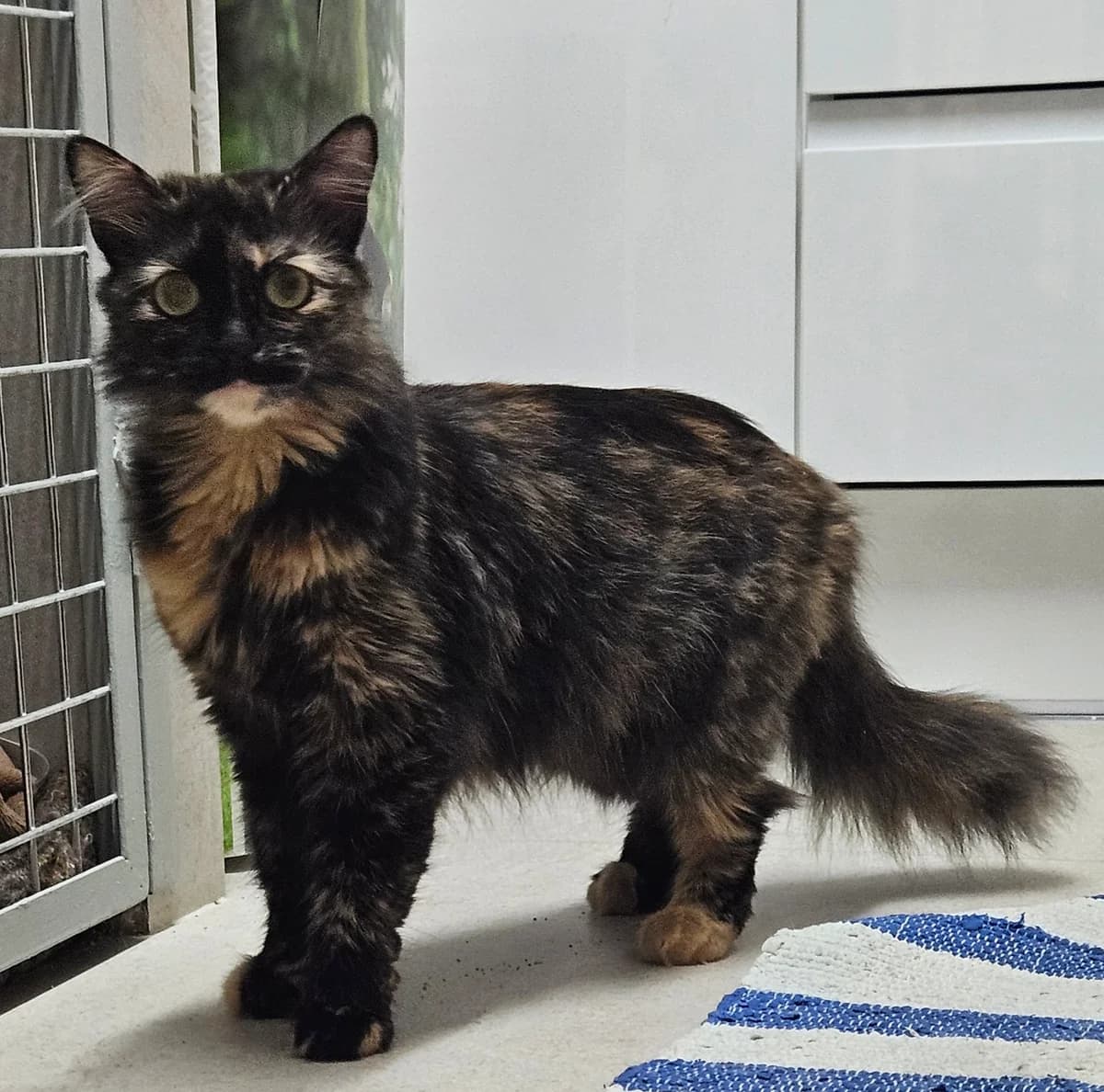 Clea, female European Shorthair for adoption at ARPA Nice