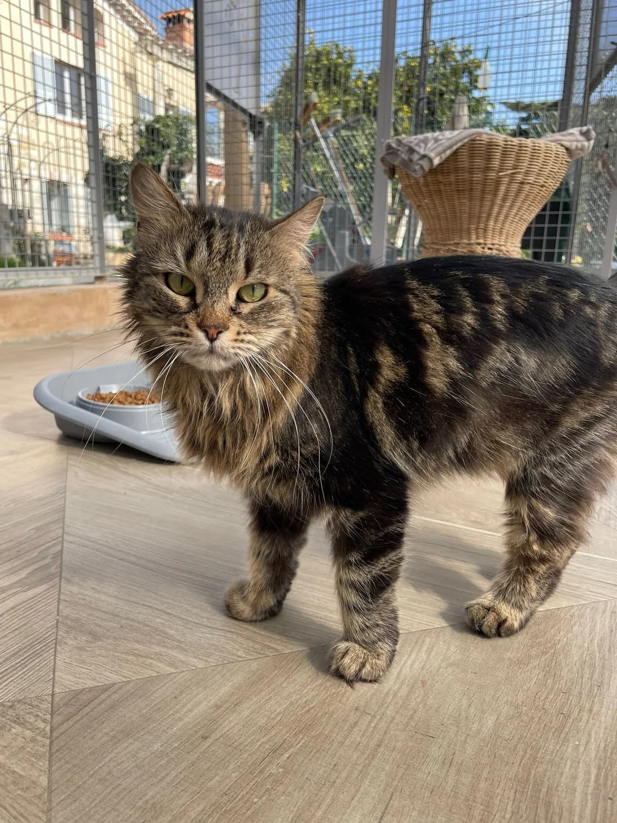 Damara, female 4yo European Shorthair for adoption at ARPA Nice