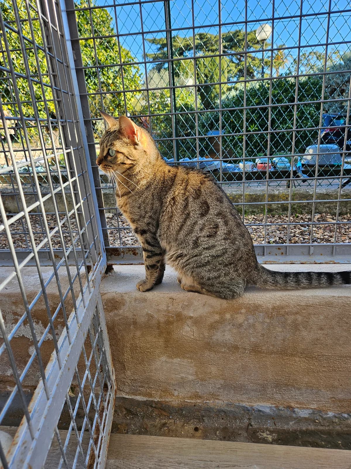 Fidji, female young European Shorthair for adoption at ARPA Nice