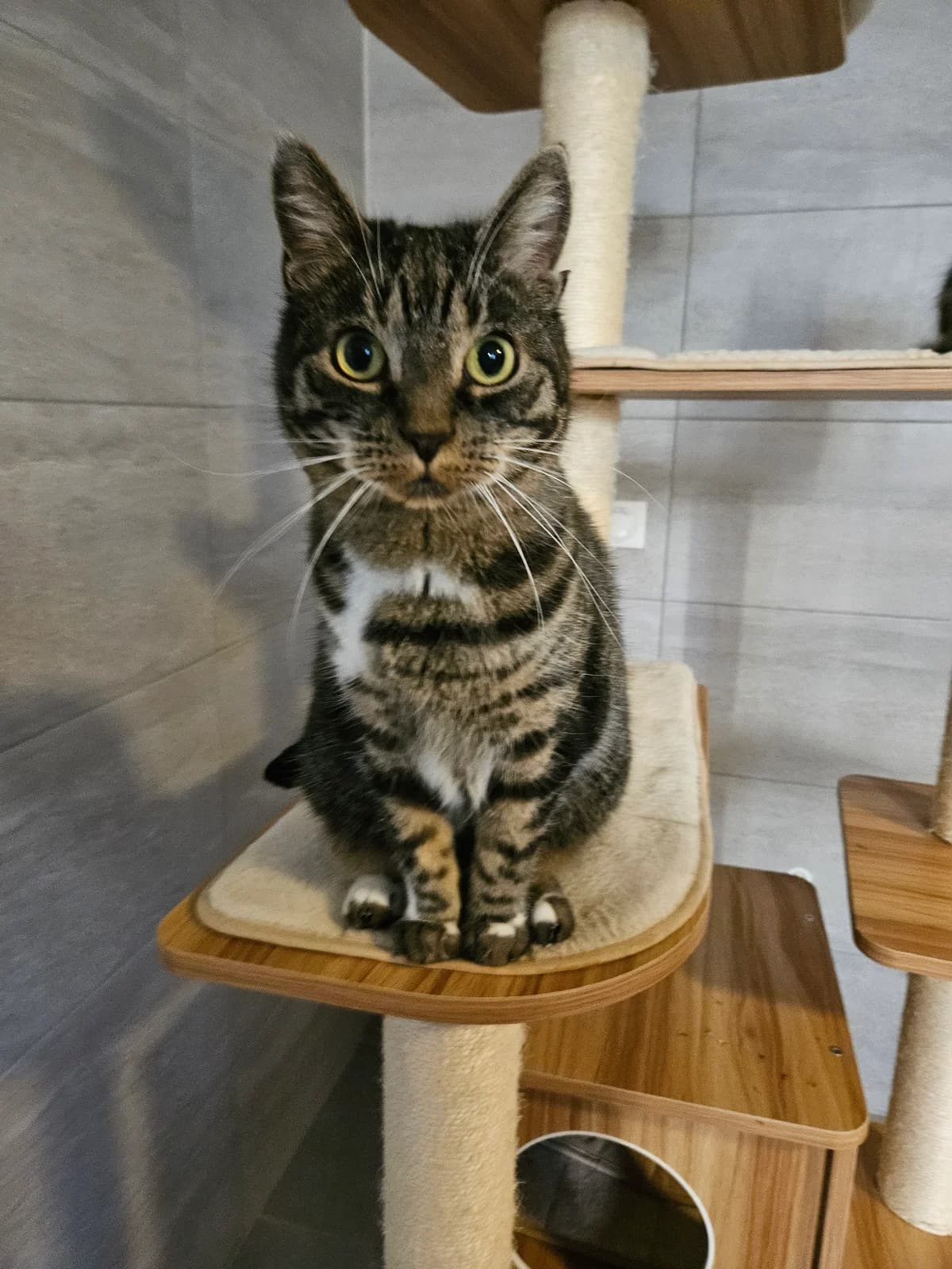 Gege, male 6yo European Shorthair for adoption at ARPA Nice