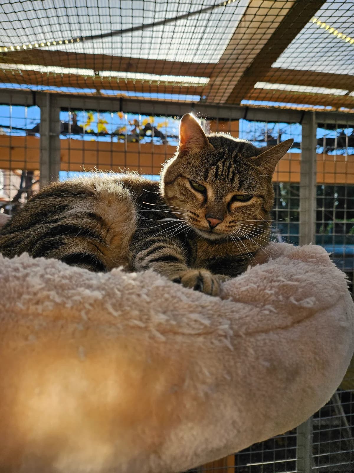 Gribouille 2, male senior European Shorthair for adoption at ARPA Nice