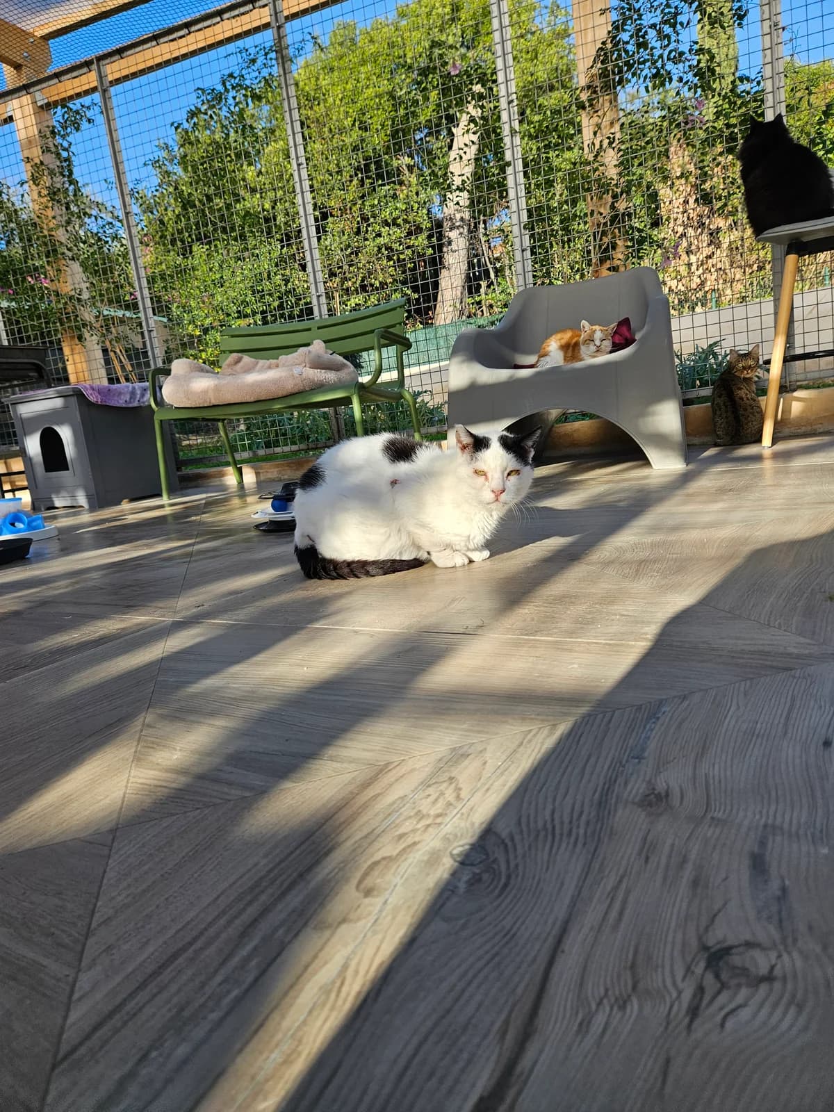 Julio, male senior European Shorthair for adoption at ARPA Nice