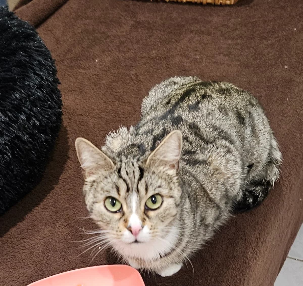 Kali, female young European Shorthair for adoption at ARPA Nice