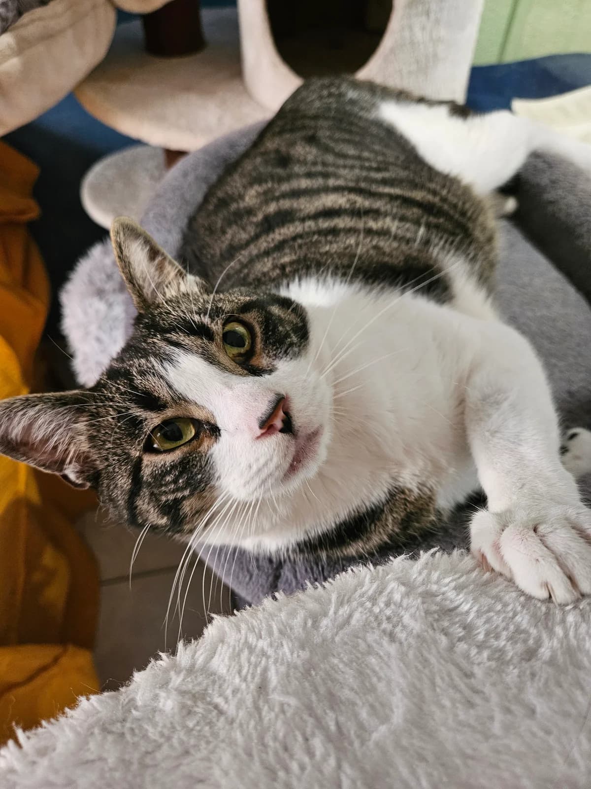 Kiwi, male 5yo European Shorthair for adoption at ARPA Nice