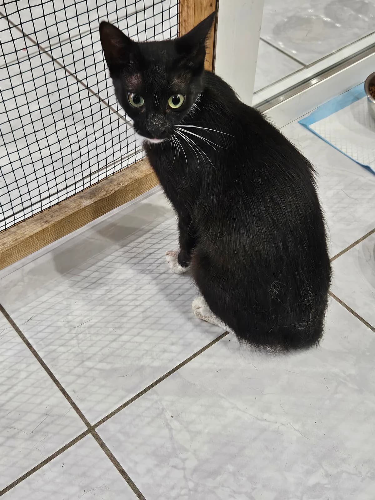 Lana, female young European Shorthair for adoption at ARPA Nice