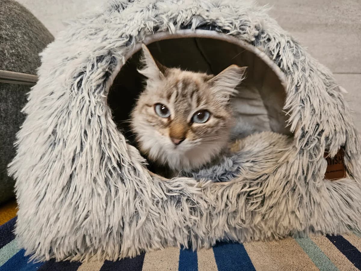 Lilie, female 5yo European Shorthair for adoption at ARPA Nice