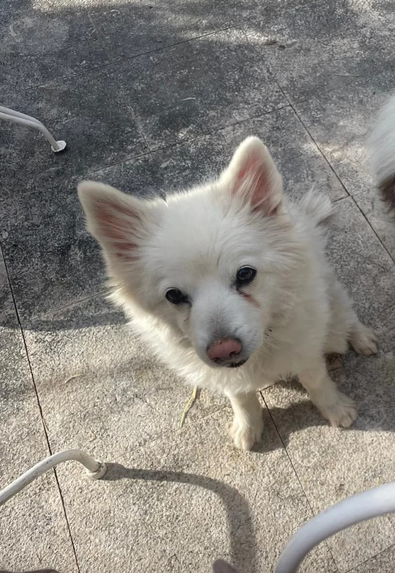 Lilo, female senior mixed breed for adoption at ARPA Nice