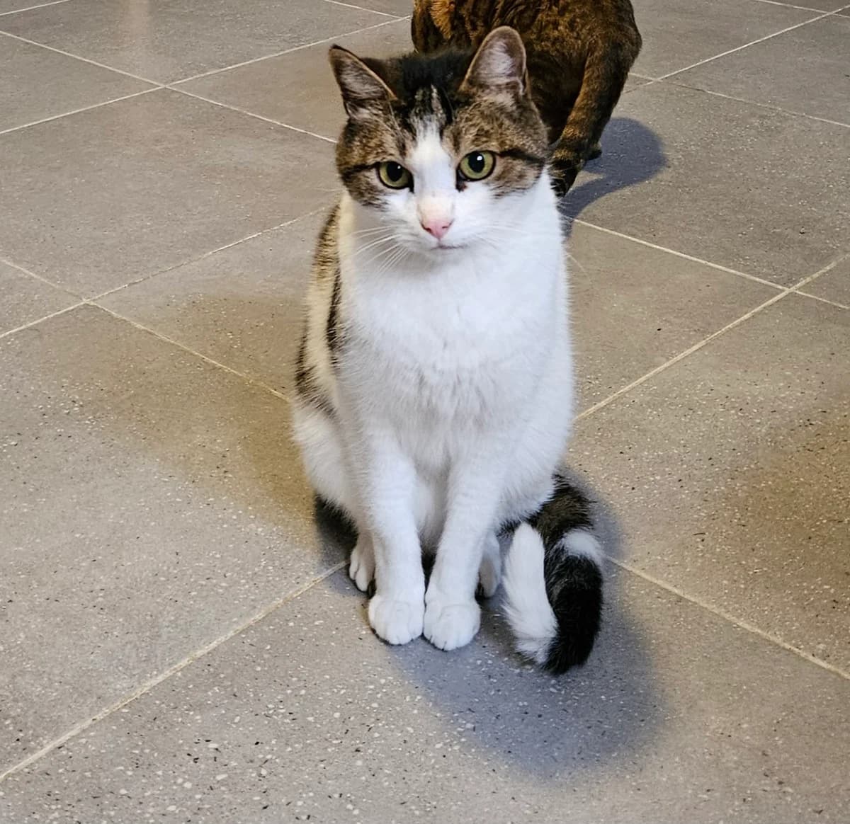 Loulou, female senior European Shorthair for adoption at ARPA Nice