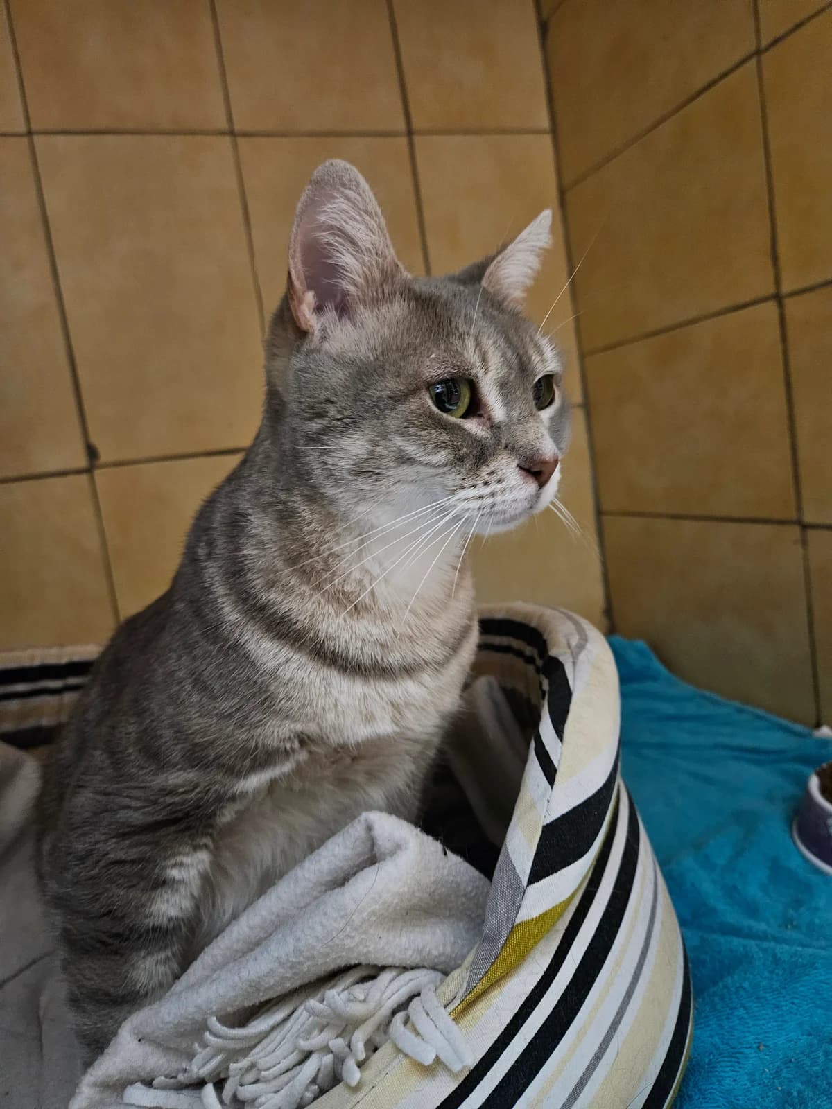 Lucy, female senior European Shorthair for adoption at ARPA Nice