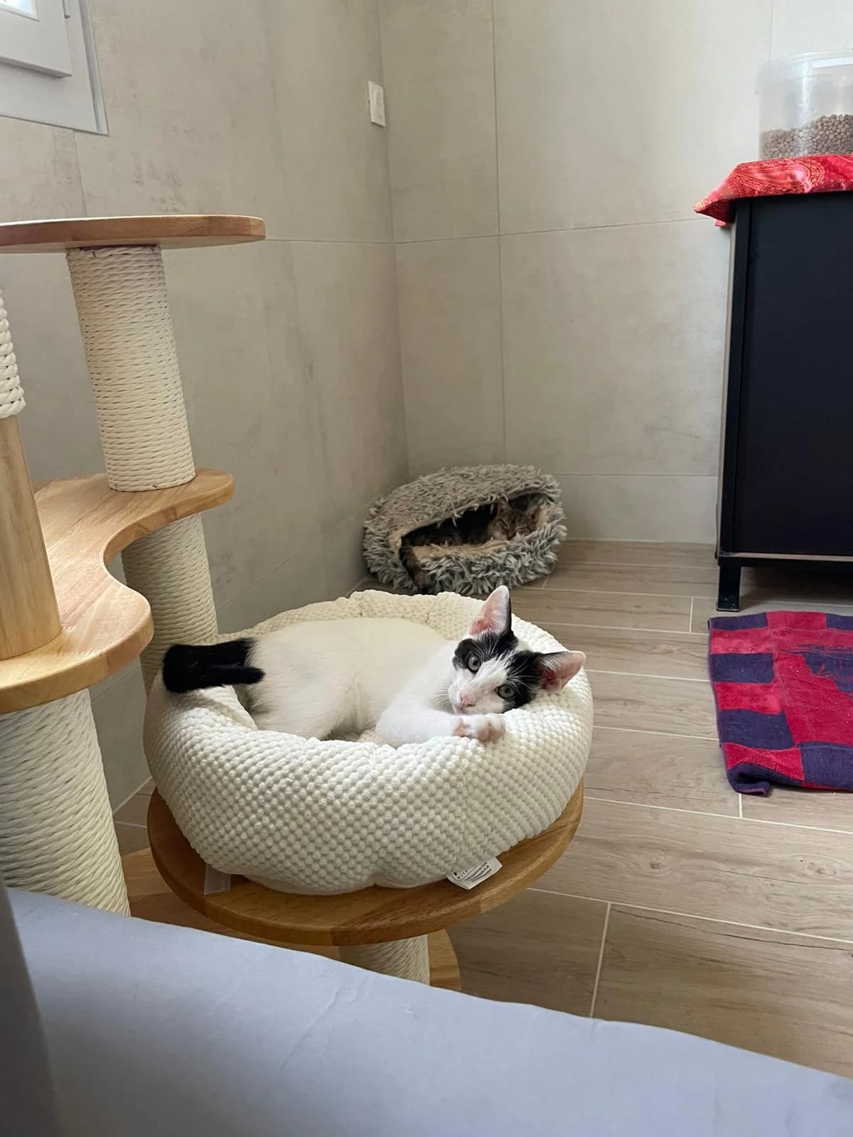 Mali, male puppy European Shorthair for adoption at ARPA Nice