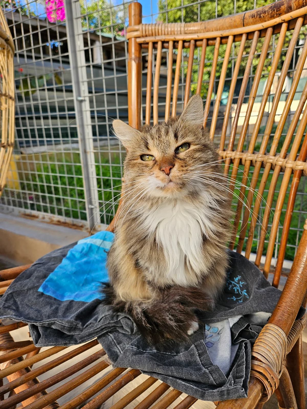 Marcia, female European Shorthair for adoption at ARPA Nice