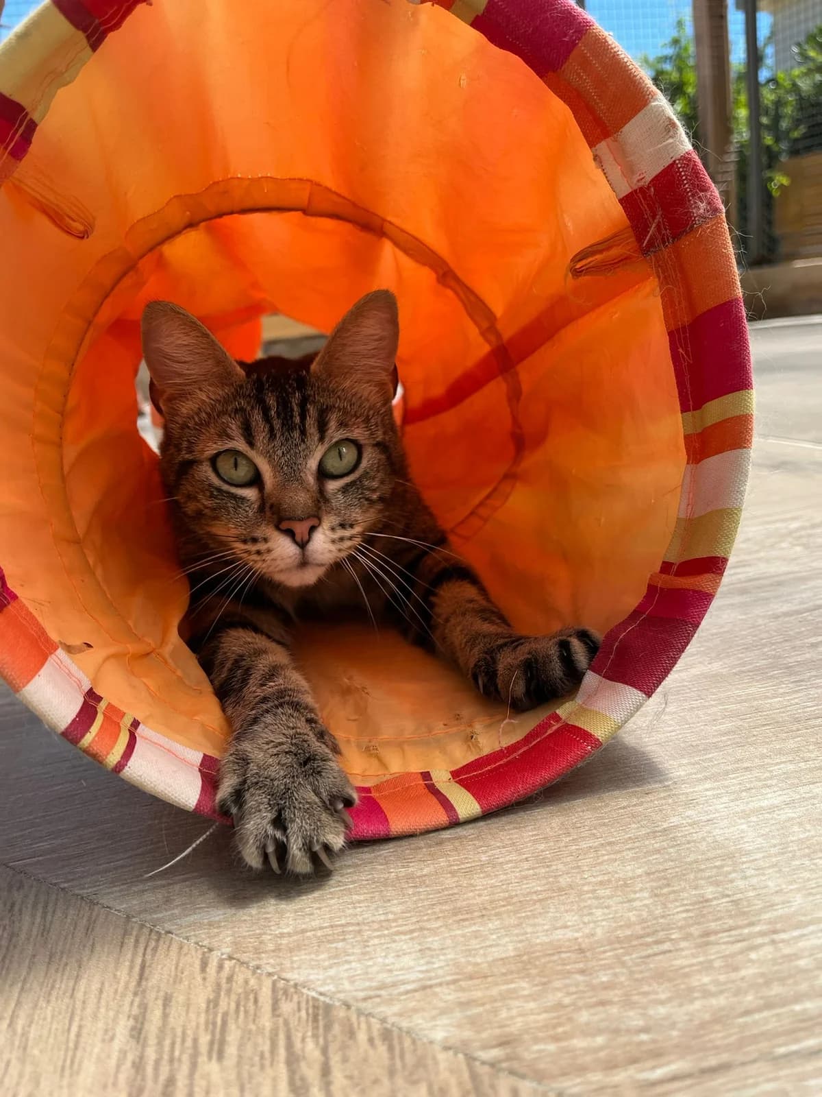 Maya, female young European Shorthair for adoption at ARPA Nice
