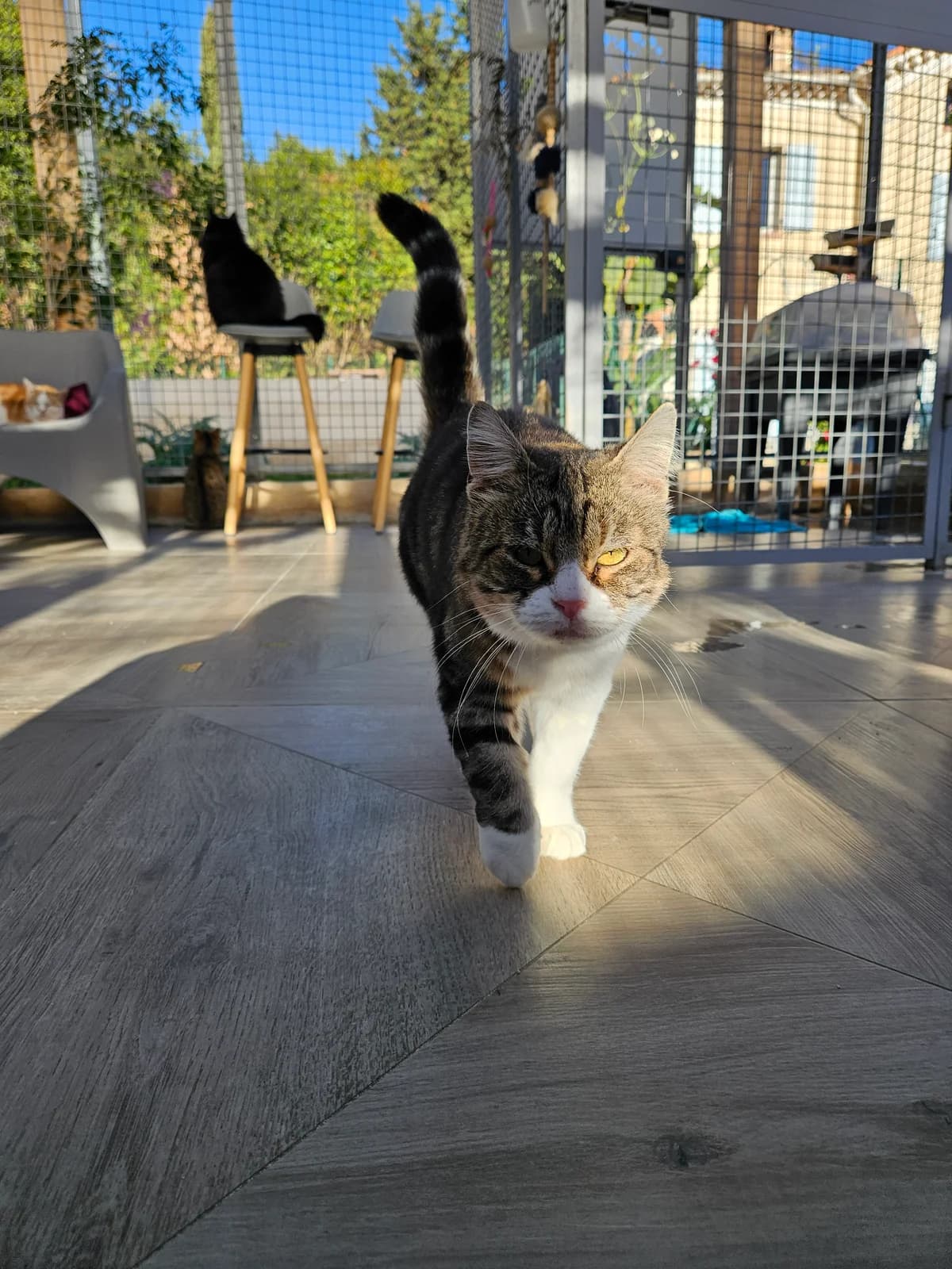 Mia, female senior European Shorthair for adoption at ARPA Nice