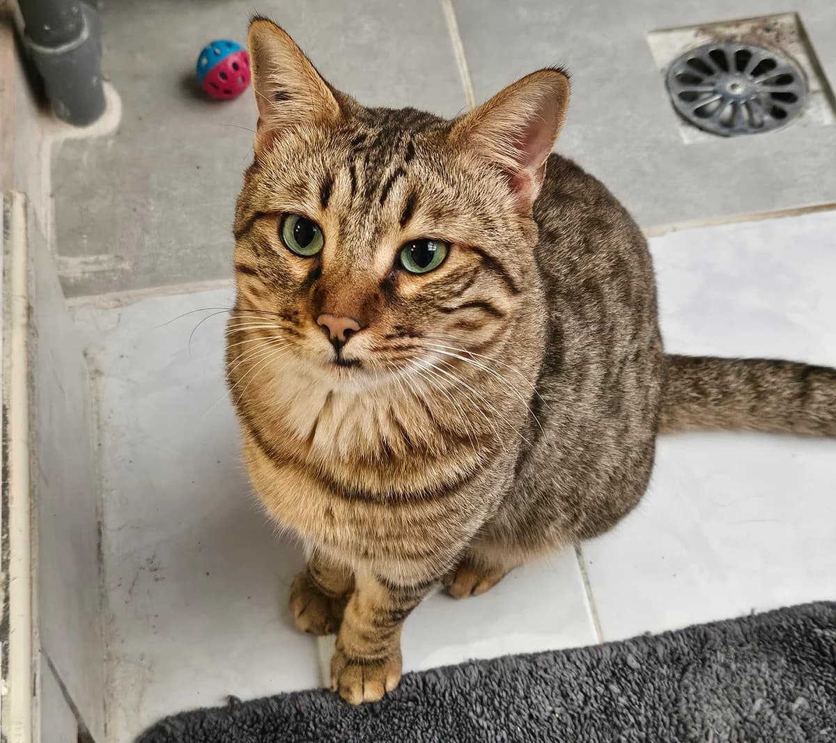 Mikie, male young European Shorthair for adoption at ARPA Nice