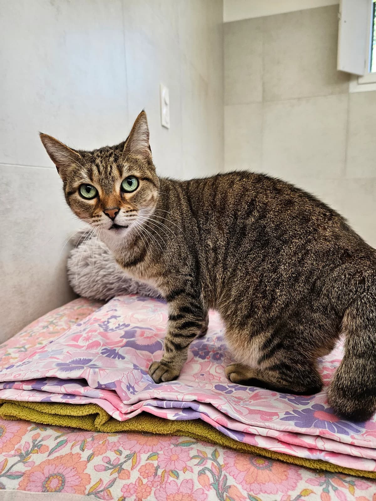 Minouche, female European Shorthair for adoption at ARPA Nice