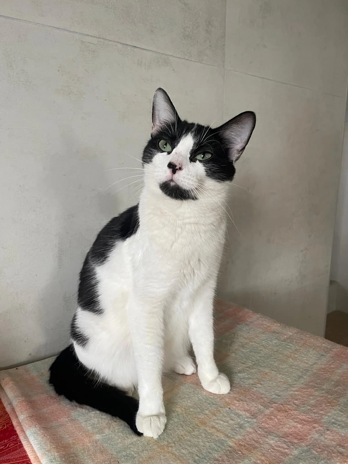 Moky, male young European Shorthair for adoption at ARPA Nice