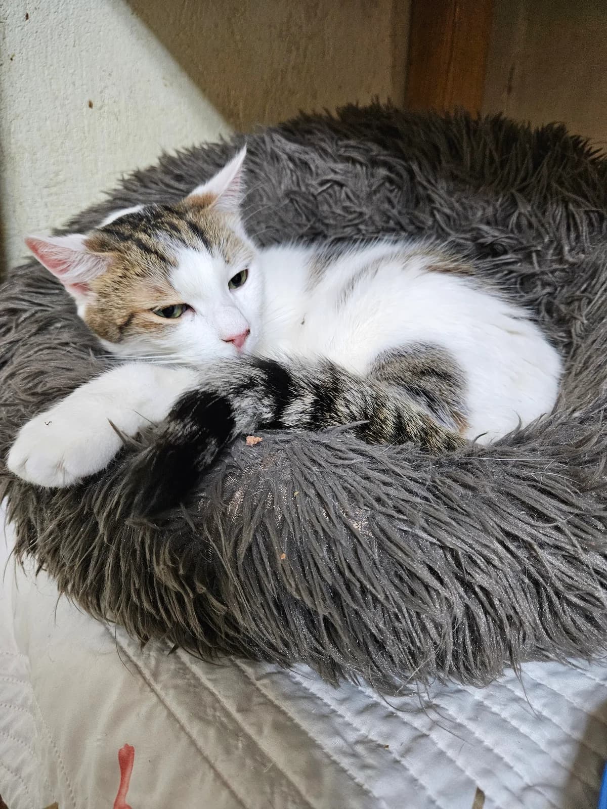 Neige, male 3yo European Shorthair for adoption at ARPA Nice