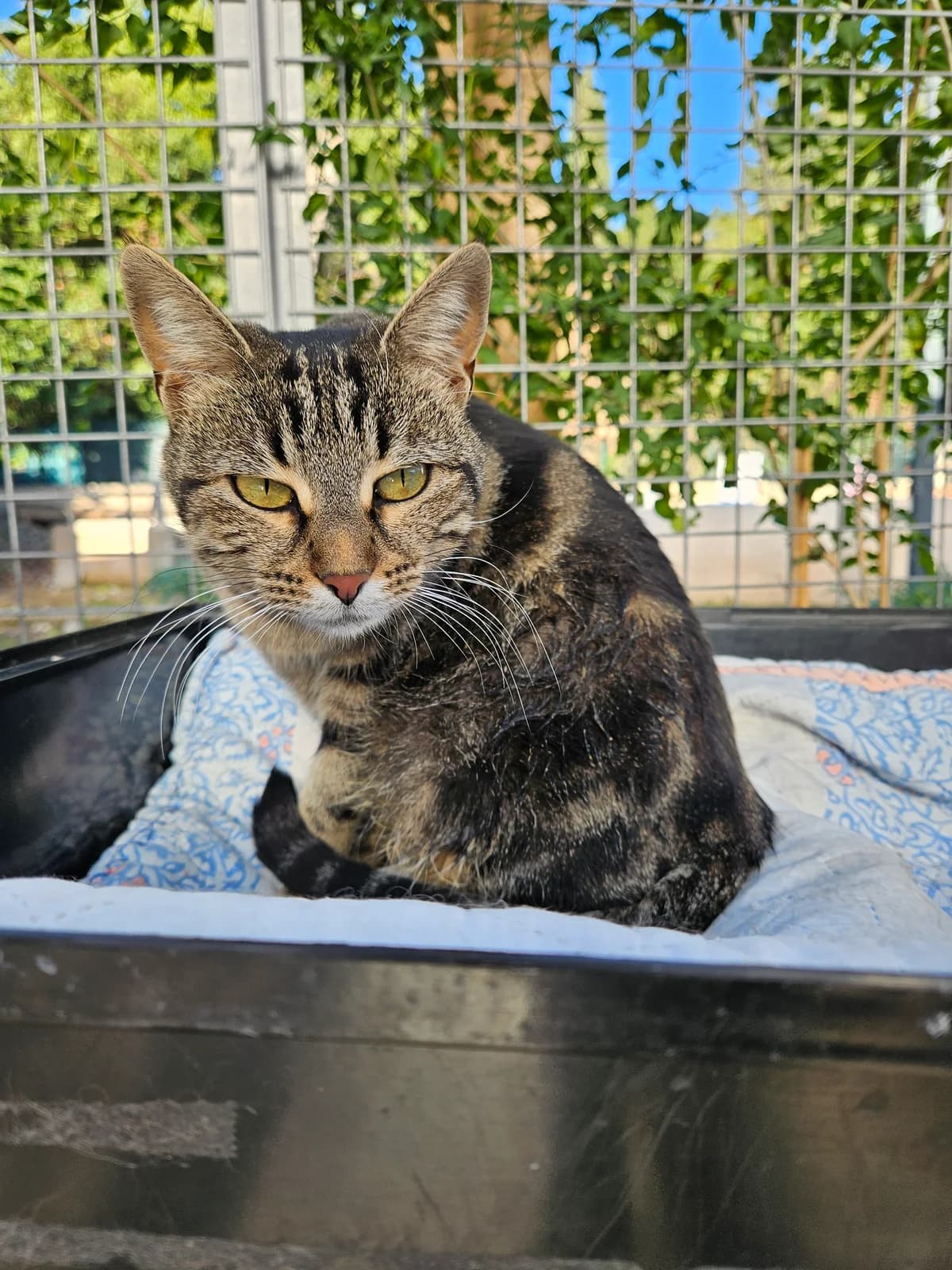 Nini, female young European Shorthair for adoption at ARPA Nice