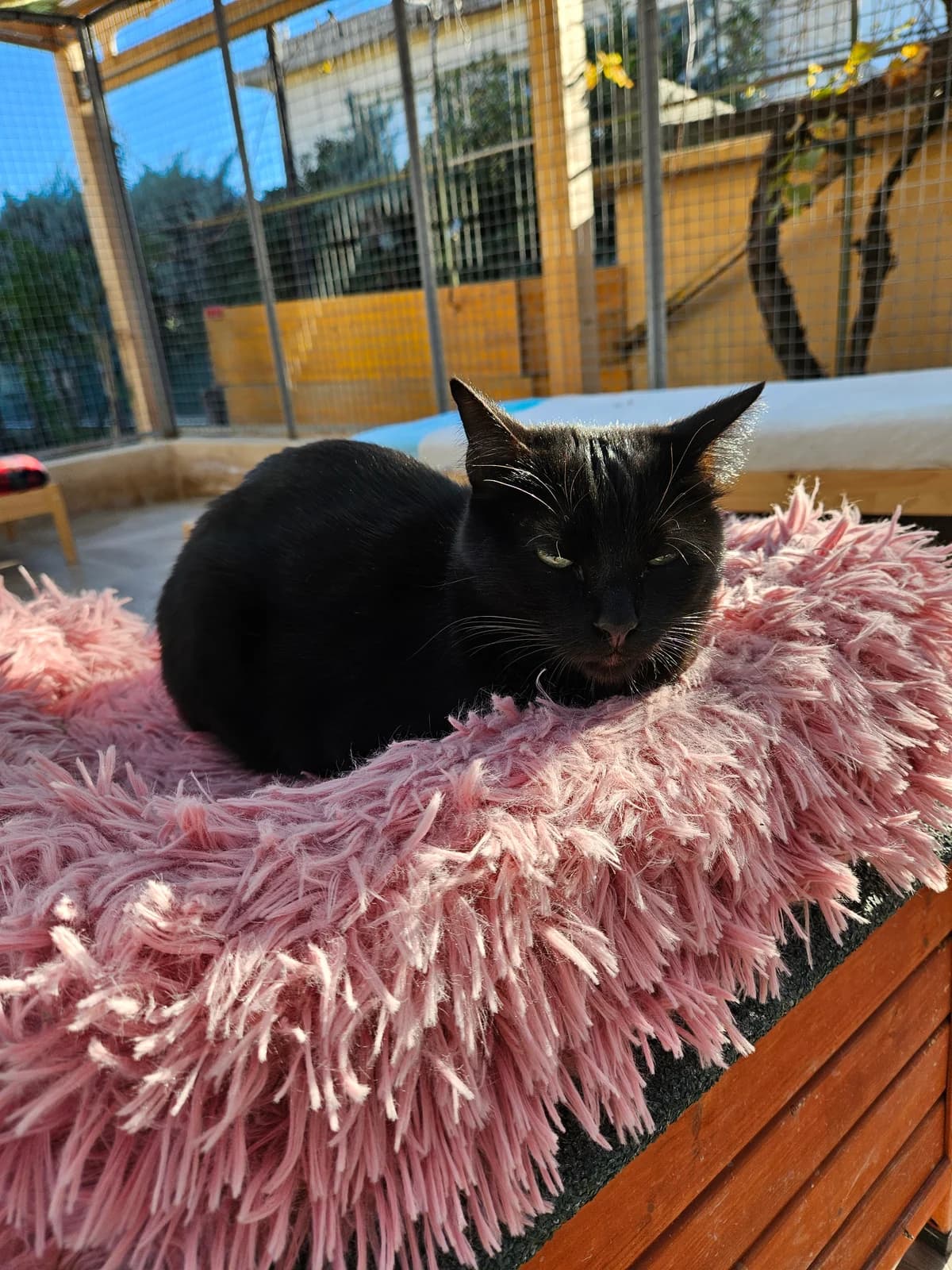 Nyko, male young European Shorthair for adoption at ARPA Nice