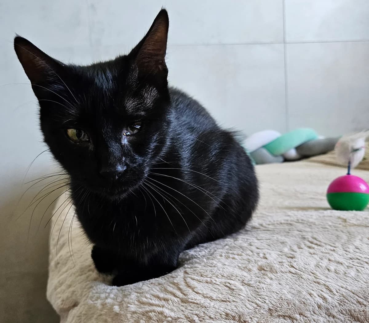Onyx, female young European Shorthair for adoption at ARPA Nice