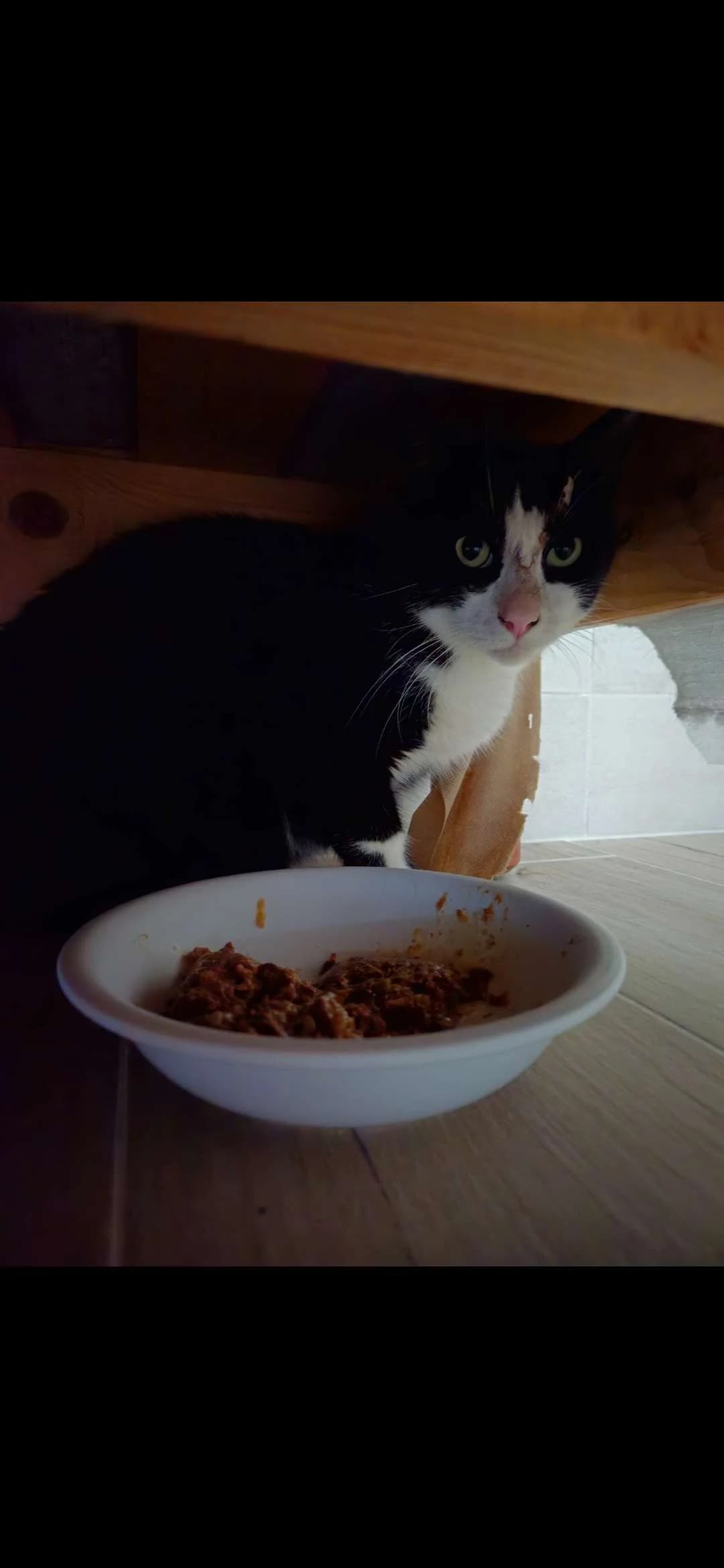 Oreo, male 7yo European Shorthair for adoption at ARPA Nice