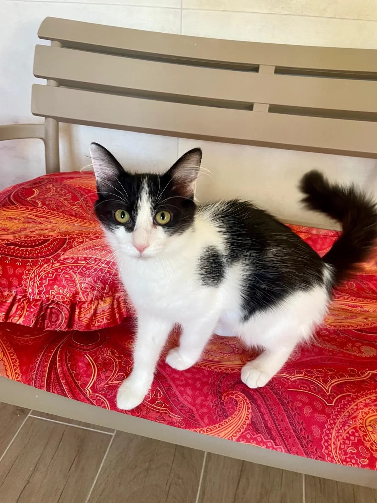 Polly, female puppy European Shorthair for adoption at ARPA Nice