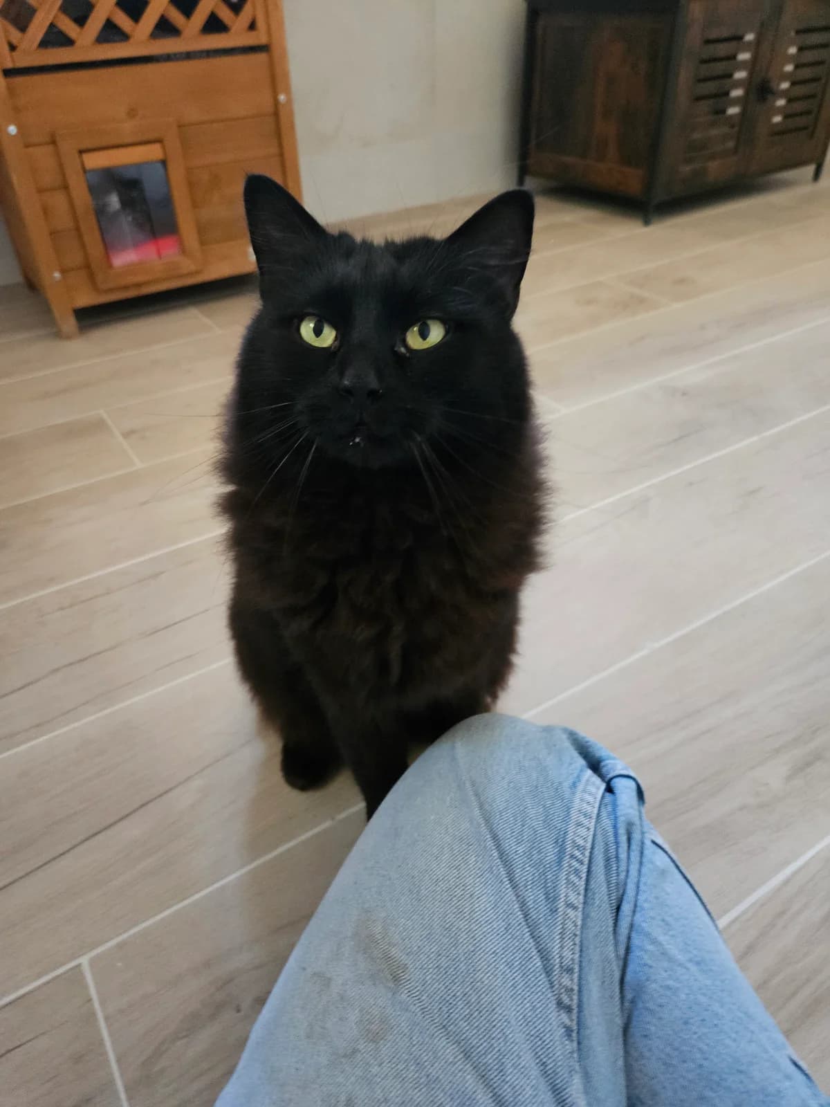 Pompon, male senior European Shorthair for adoption at ARPA Nice