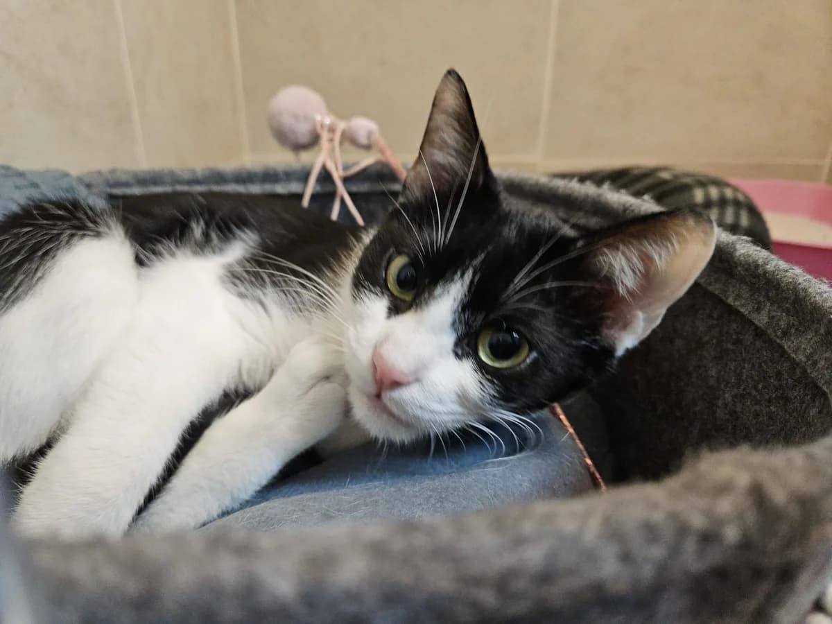 Ruby, female young European Shorthair for adoption at ARPA Nice