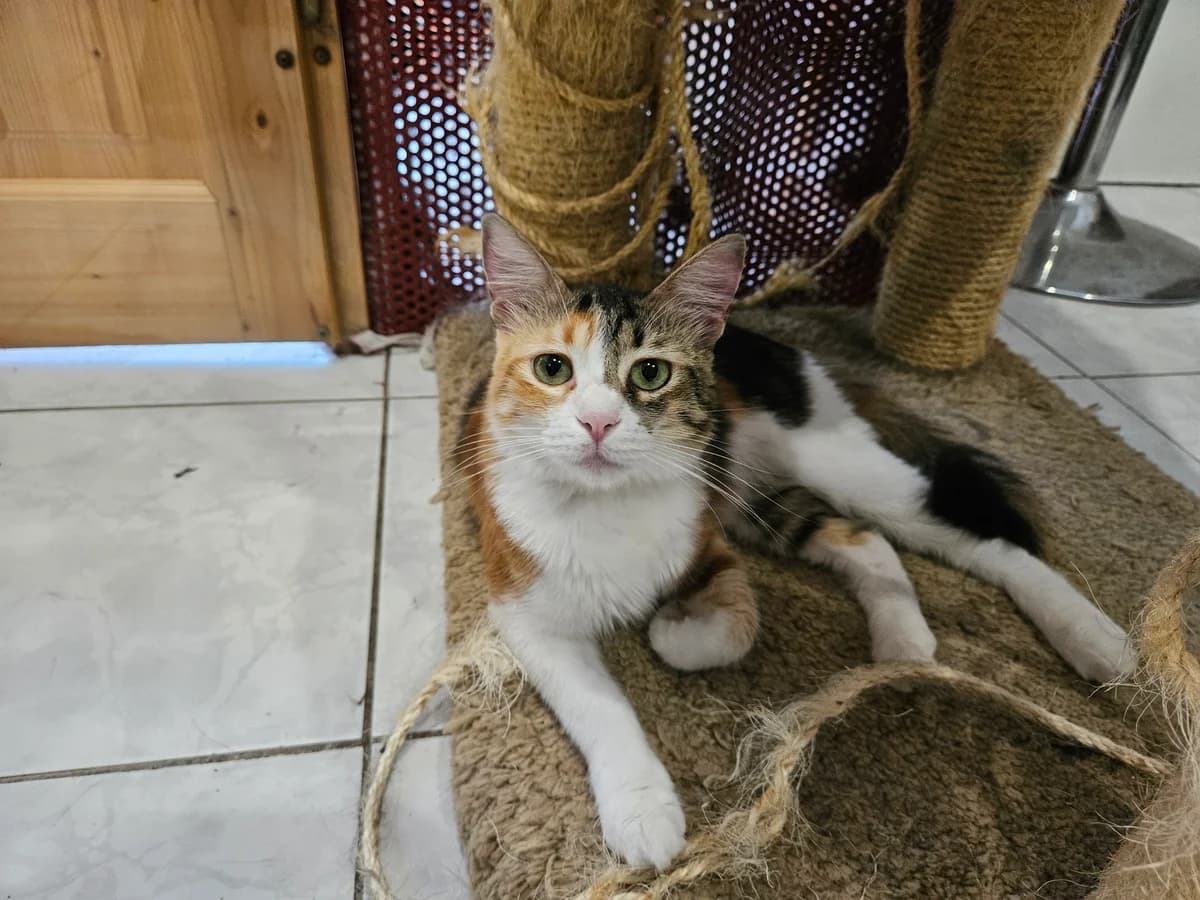 Sandy, female young European Shorthair for adoption at ARPA Nice