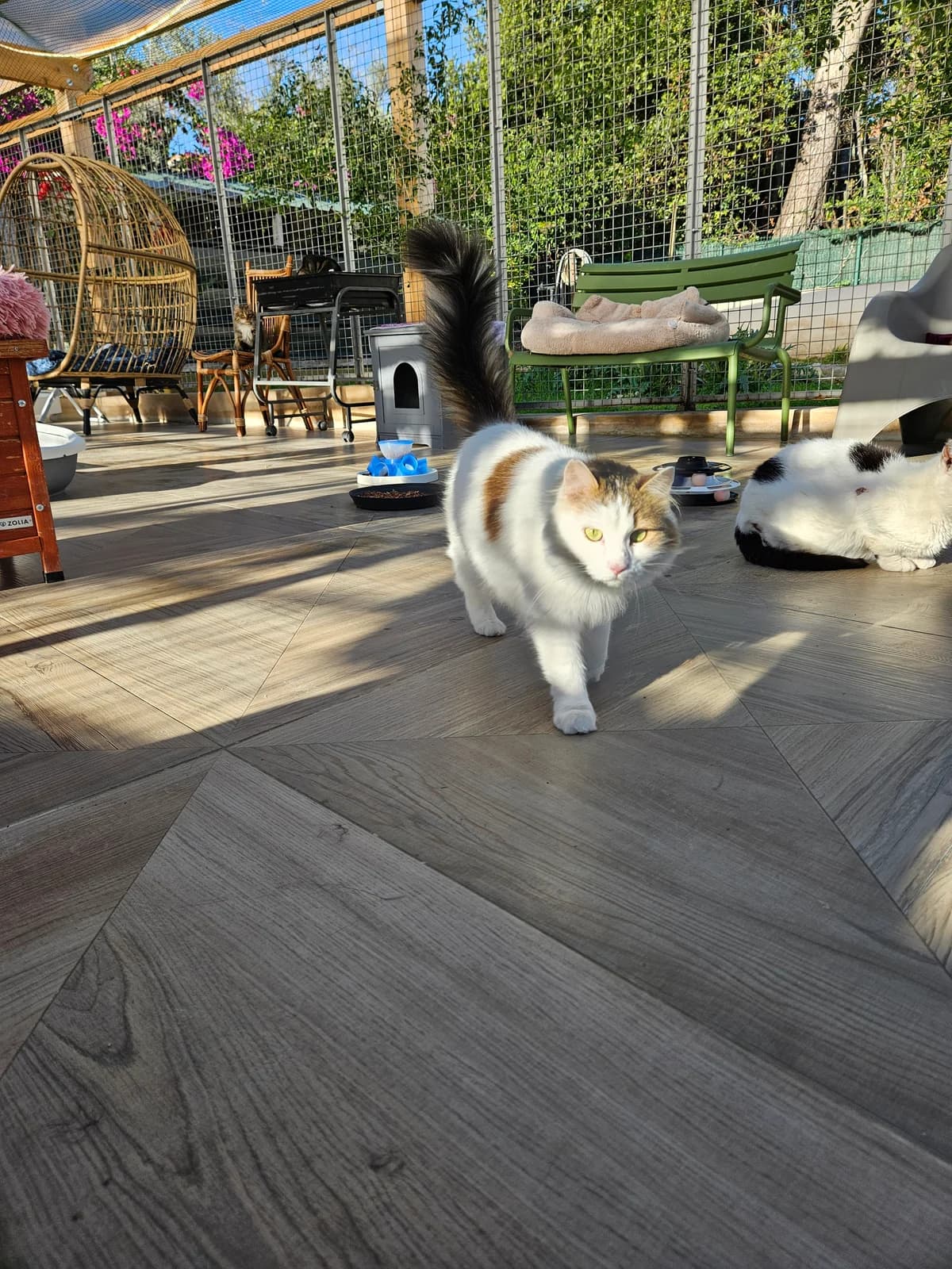 Shanna 2, female senior European Shorthair for adoption at ARPA Nice