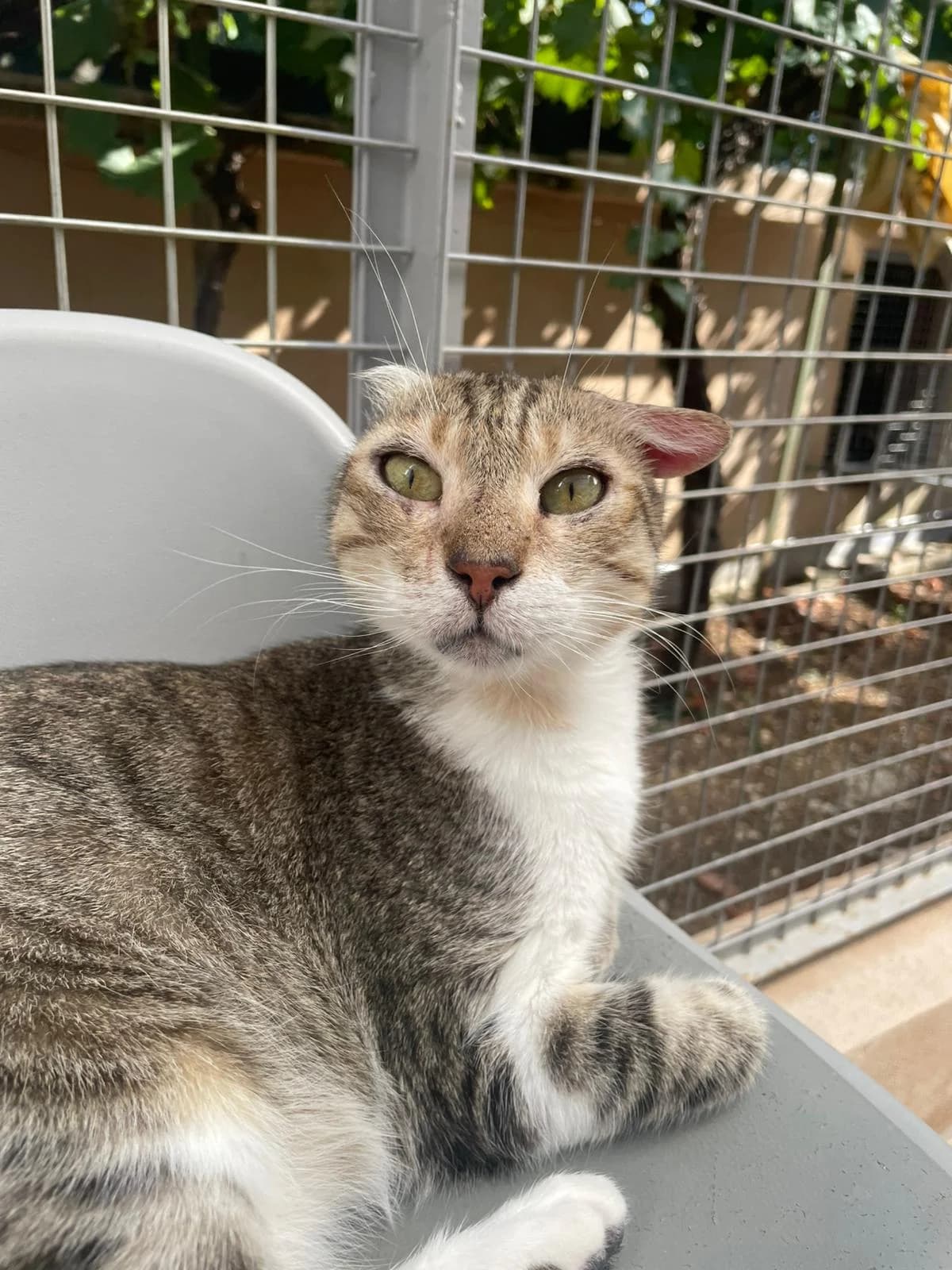 Sparrow, male 6yo European Shorthair for adoption at ARPA Nice