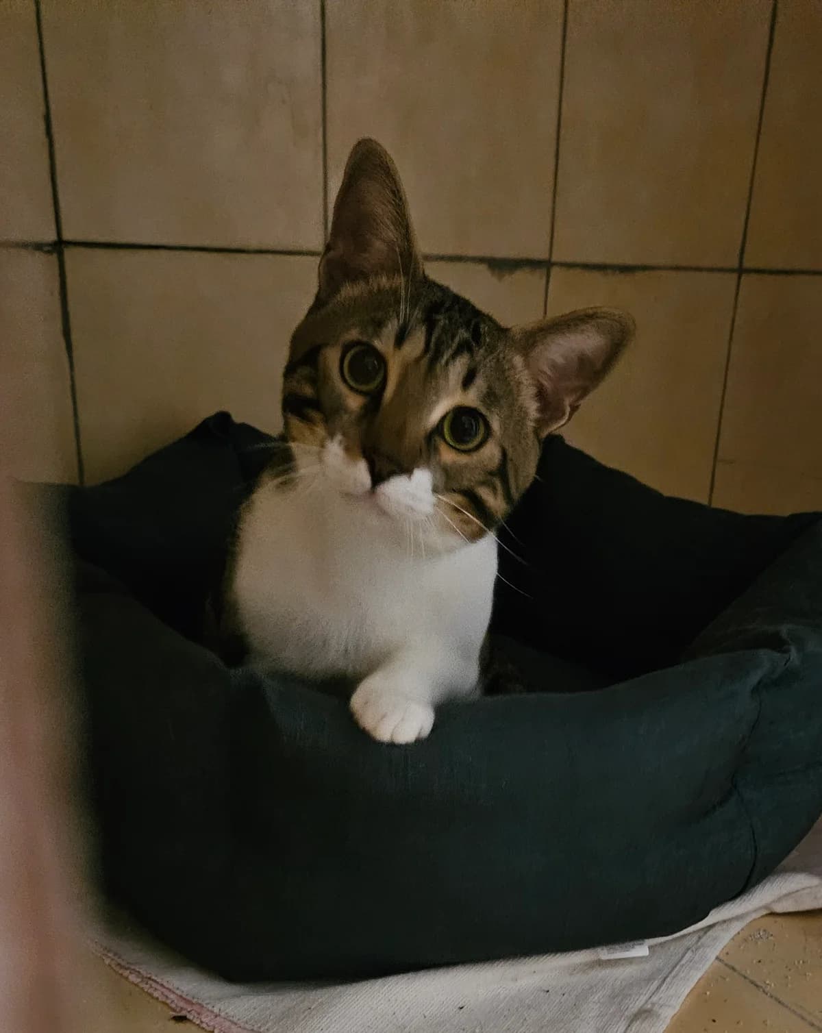 Stitch, male young European Shorthair for adoption at ARPA Nice