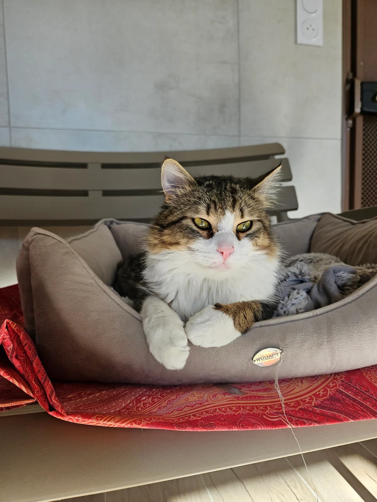 Tchoupi, male young European Shorthair for adoption at ARPA Nice