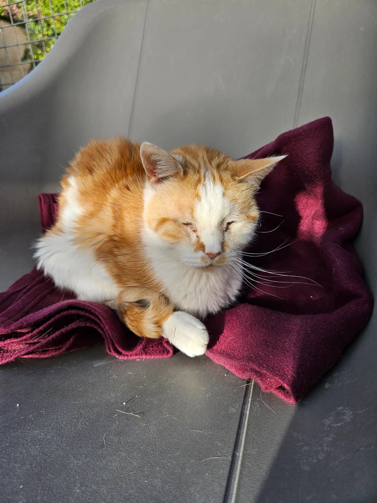Tinou, male senior European Shorthair for adoption at ARPA Nice