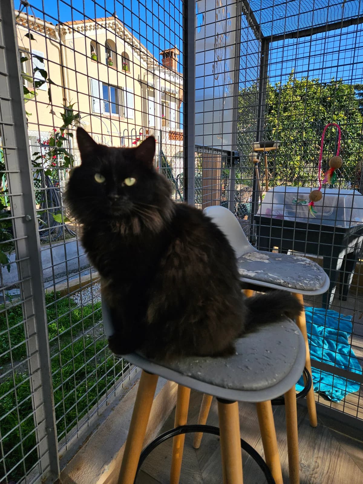 Tom, male 5yo European Shorthair for adoption at ARPA Nice