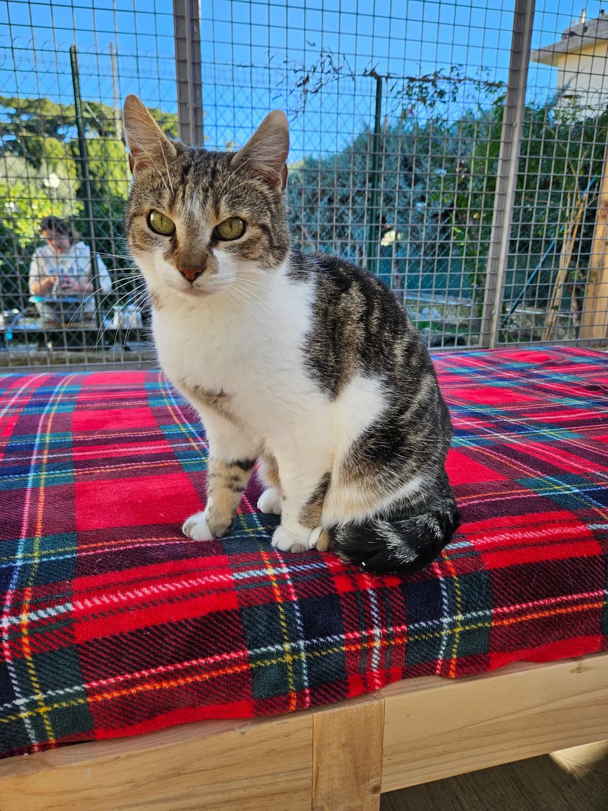 Ulysse, male 5yo European Shorthair for adoption at ARPA Nice