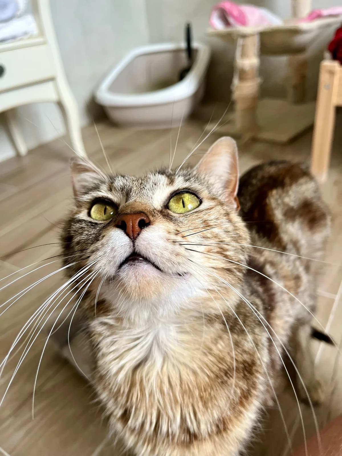 Vanille, female 3yo European Shorthair for adoption at ARPA Nice
