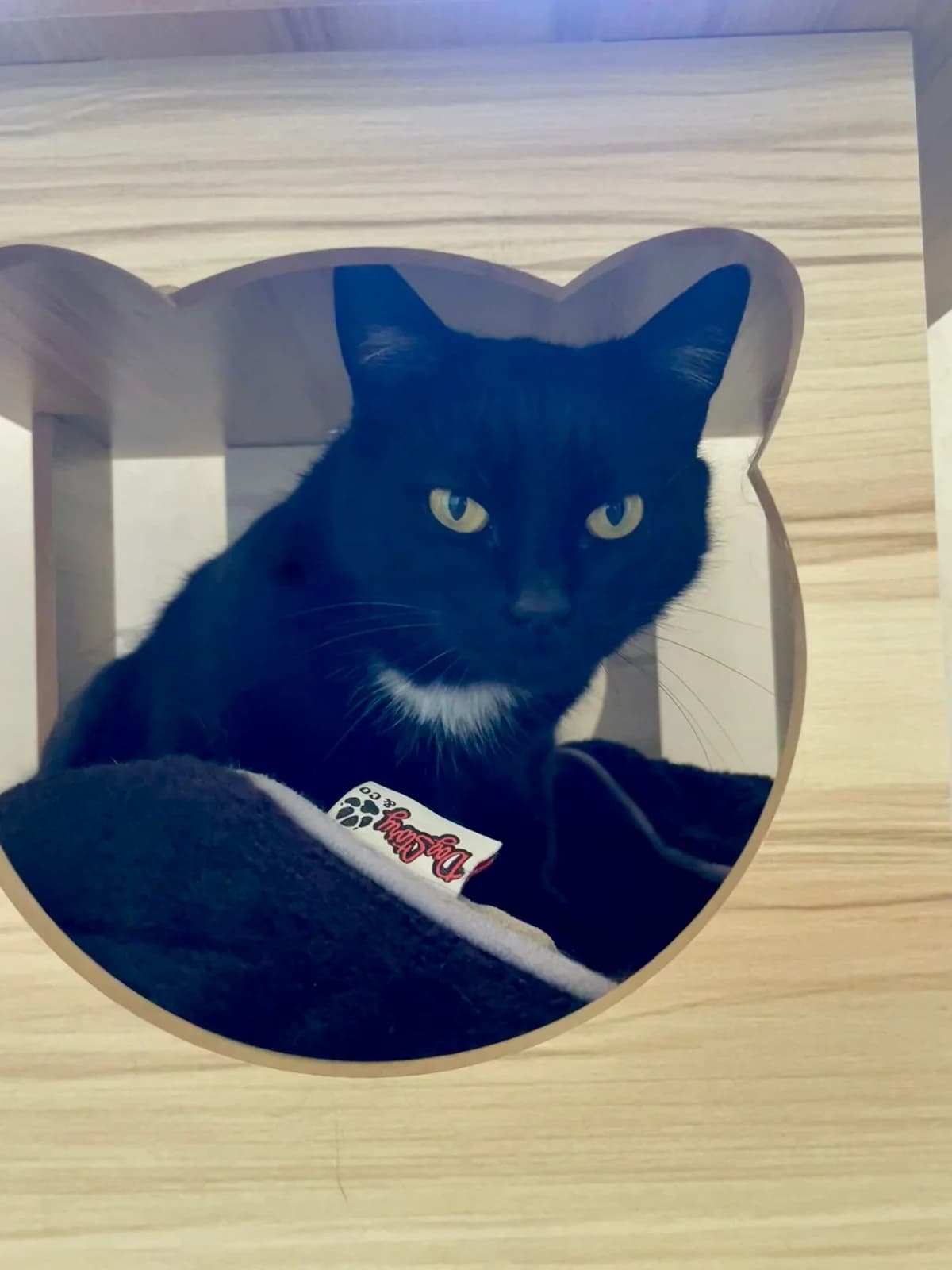 Wazabi, female 4yo European Shorthair for adoption at ARPA Nice