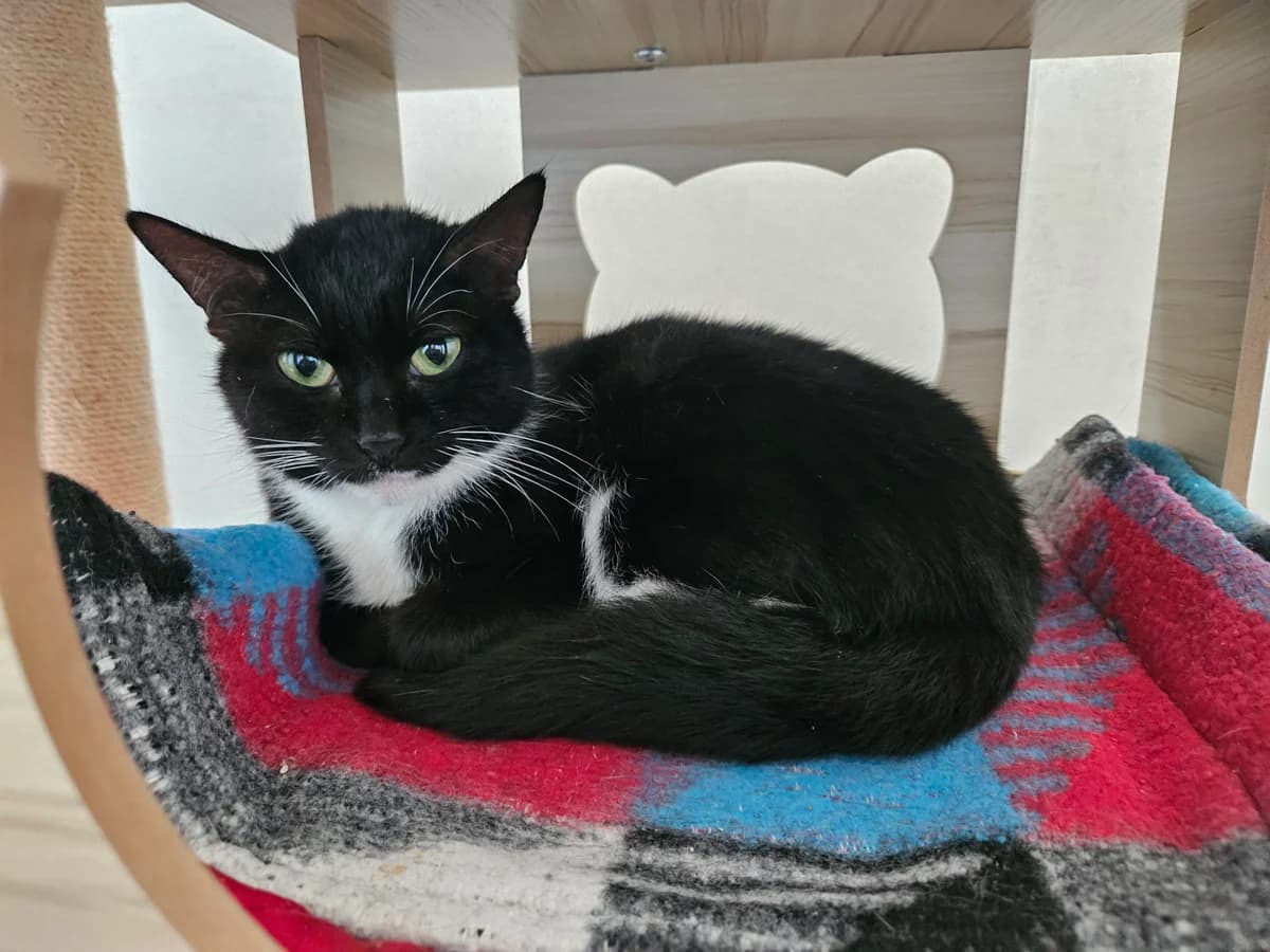 Wazabi, male 6yo European Shorthair for adoption at ARPA Nice