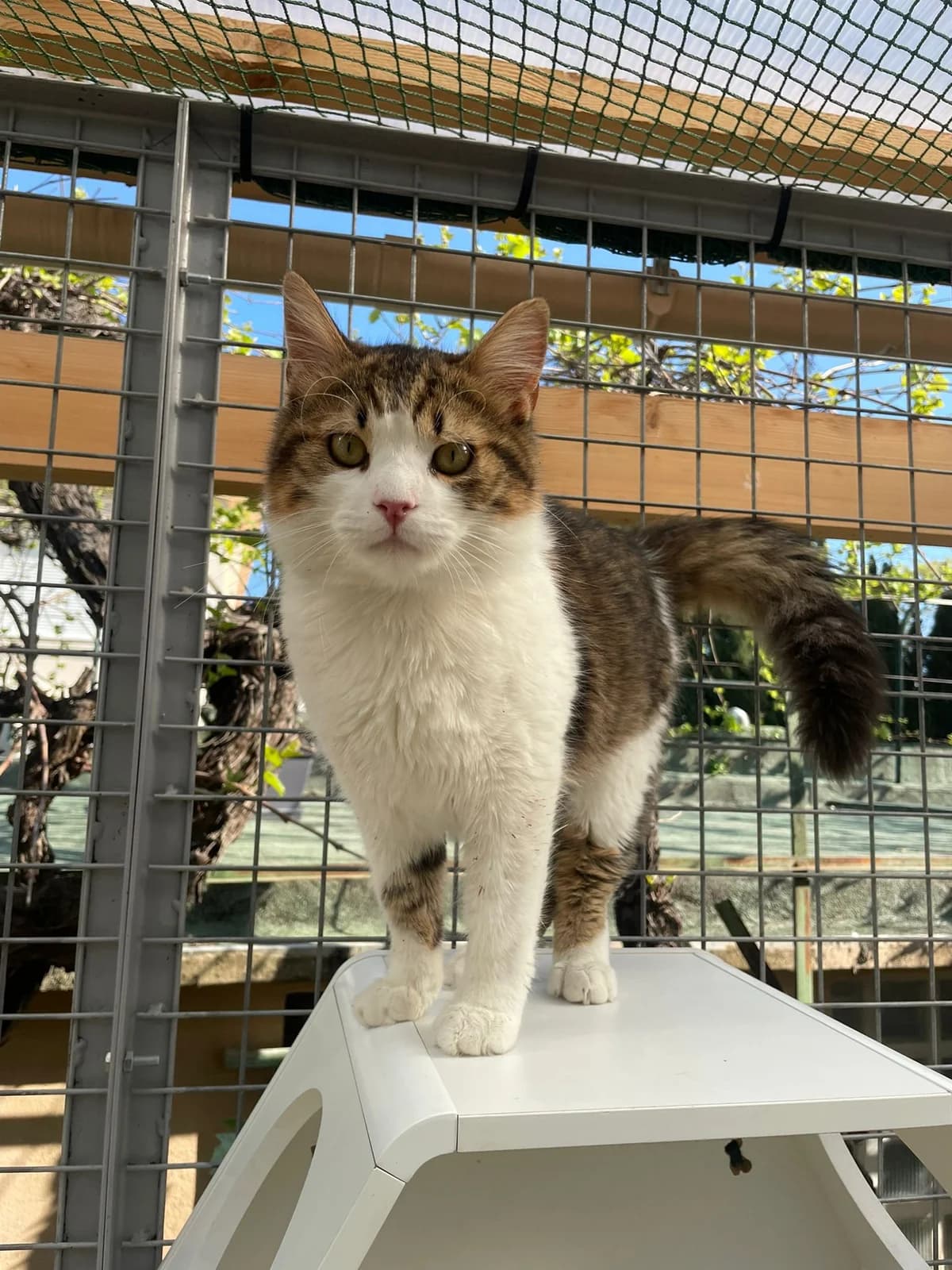 Yuni, male young European Shorthair for adoption at ARPA Nice