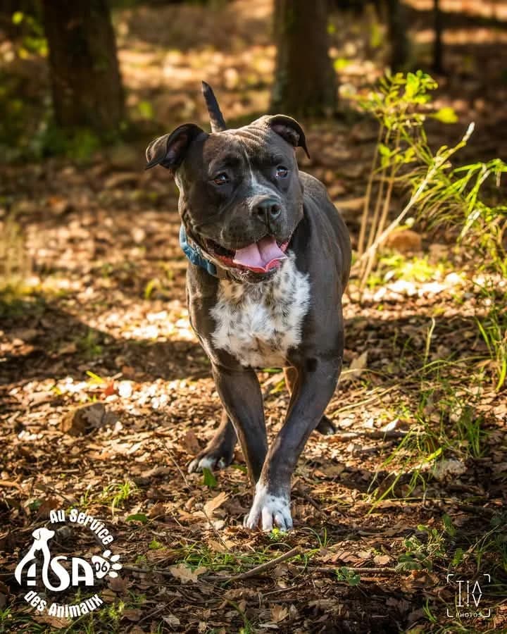 Baloo, male Mixed Breed for adoption at Au Service des Animaux 06