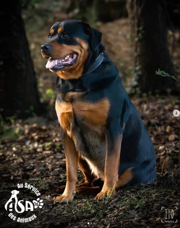 Kyll, male Mixed Breed for adoption at Au Service des Animaux 06