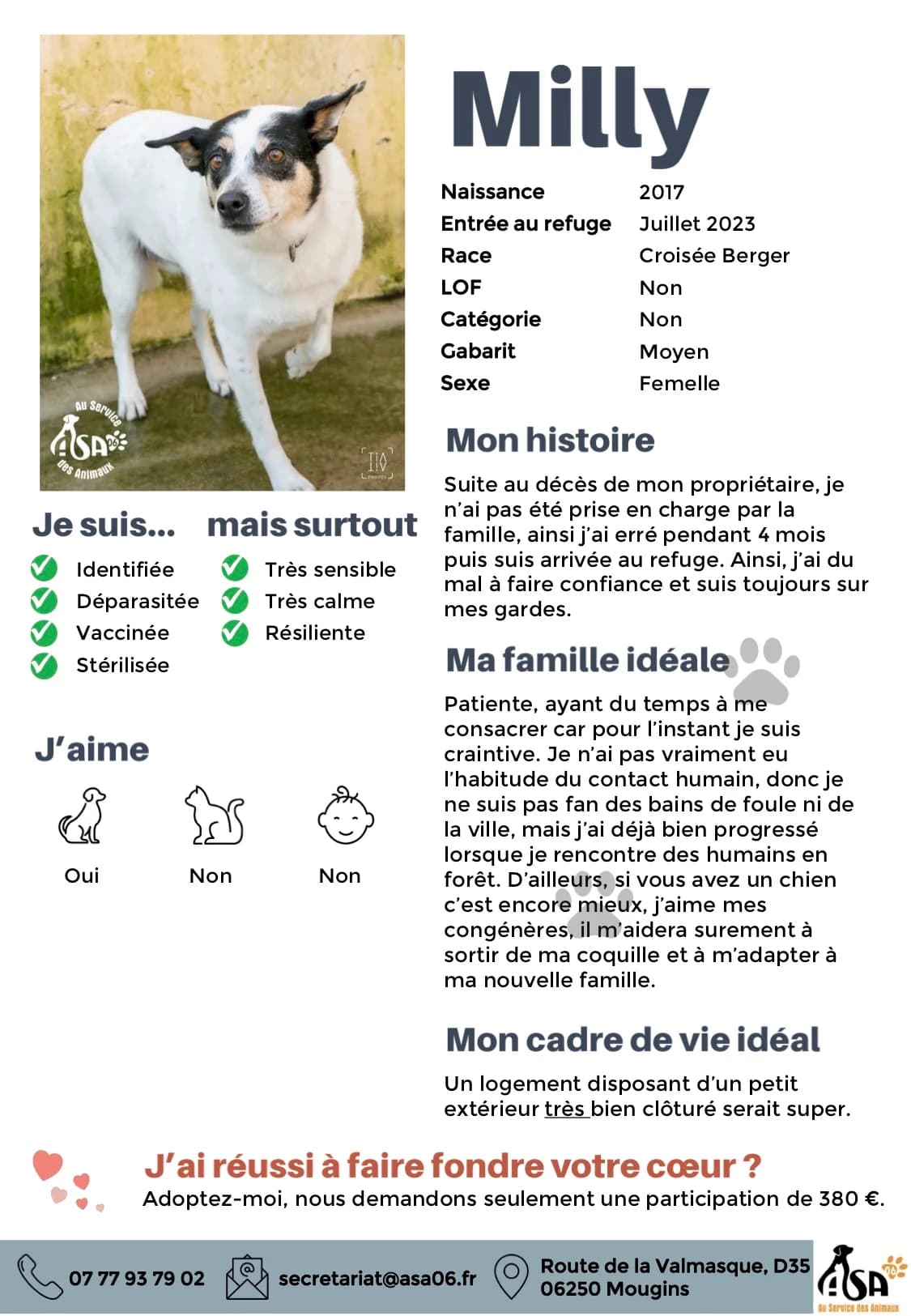 Milly, female 3yo Mixed Breed for adoption at Au Service des Animaux 06